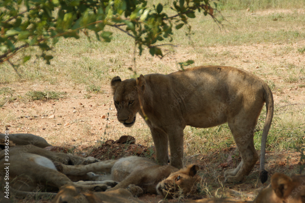 Naklejka premium lion cub in the savannah