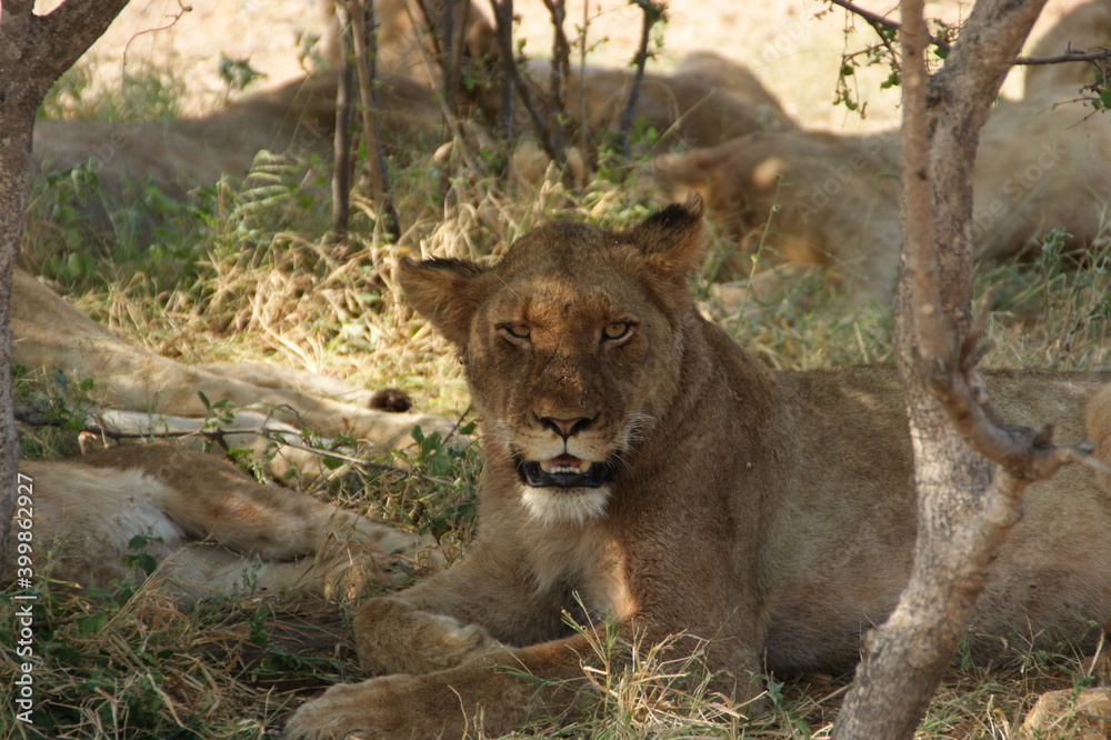 Naklejka premium Lioness in the gras by the tree