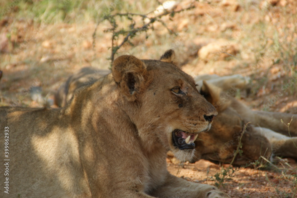 Lioness laying in the gras of south africa Lioness laying in the gras of south africa