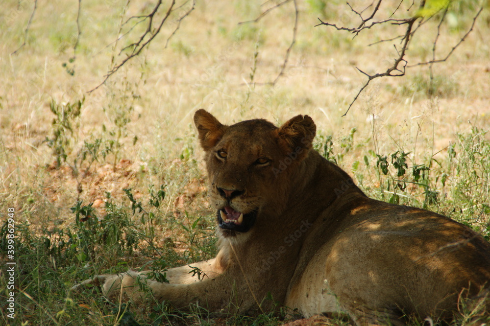 Naklejka premium lioness showring her teeths in the grass