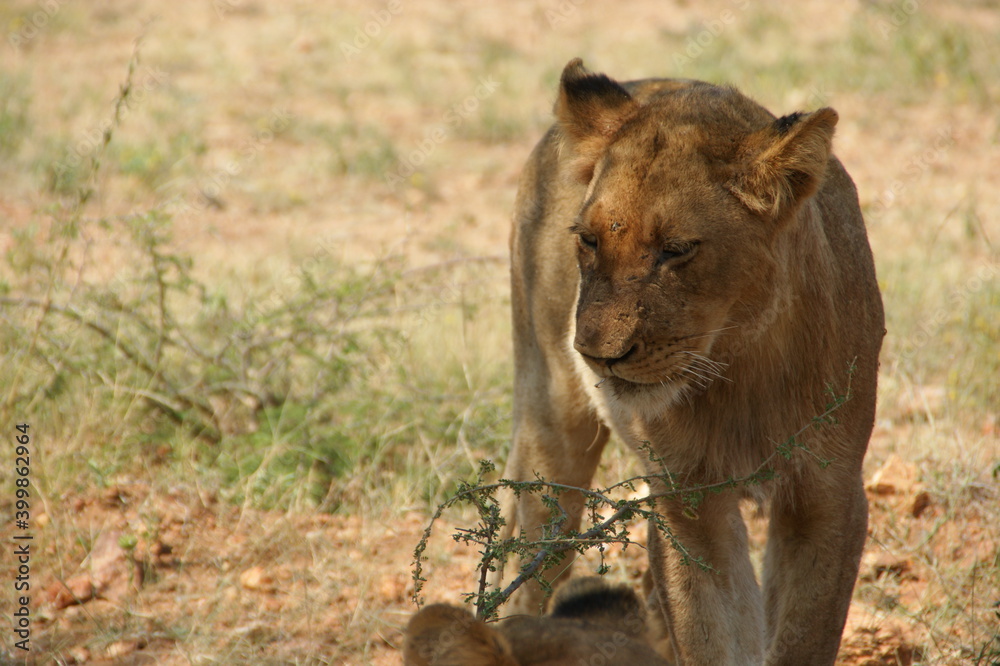 Obraz premium a walking lioness in a national park in Africa 
