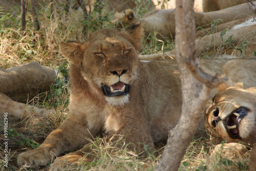 lion and lioness in the grass of the savanne of south africa