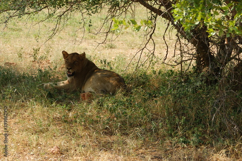 a lioness in a national park in Africa laying down in the gras
