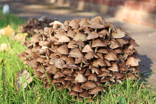 A clump of brown toadstools growing in a garden in autumn