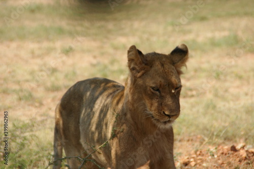 african lion cub © Johannes