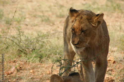 a walking lioness in a national park in Africa
