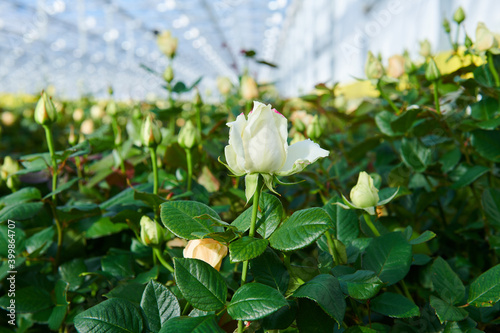 Fototapeta Naklejka Na Ścianę i Meble -  white roses шт the greenhouse