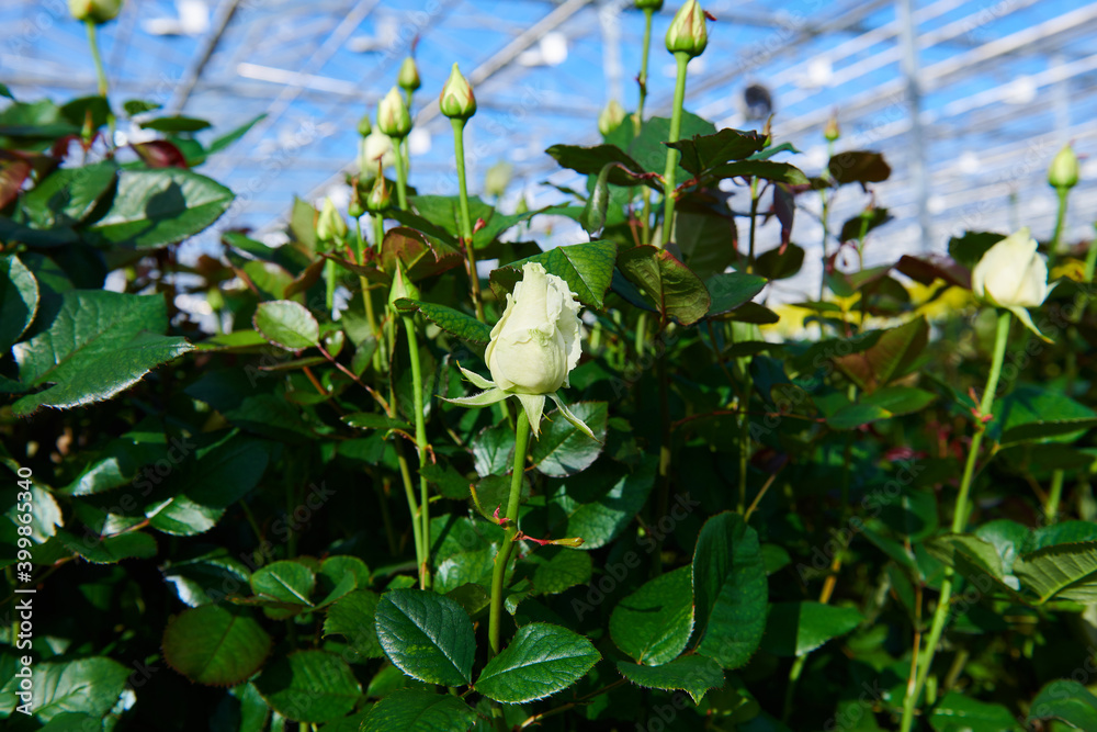 white flowers in the greenhouse white flowers in the greenhouse