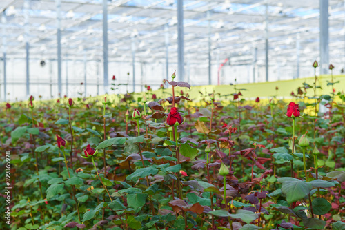 flowers in a greenhouse