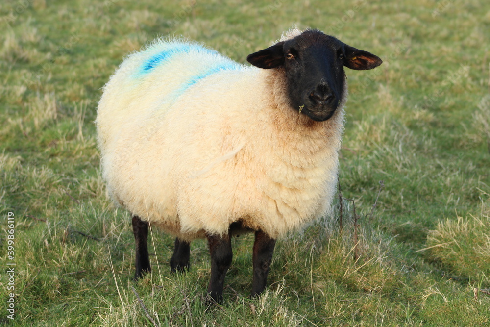 Obraz premium Suffolk breed sheep on farmland in rural Ireland during Springtime