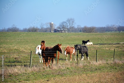 horses in farm field.