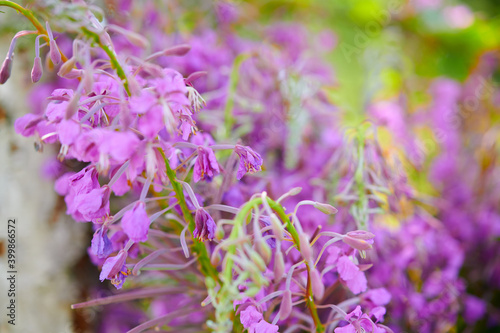 willow-herb