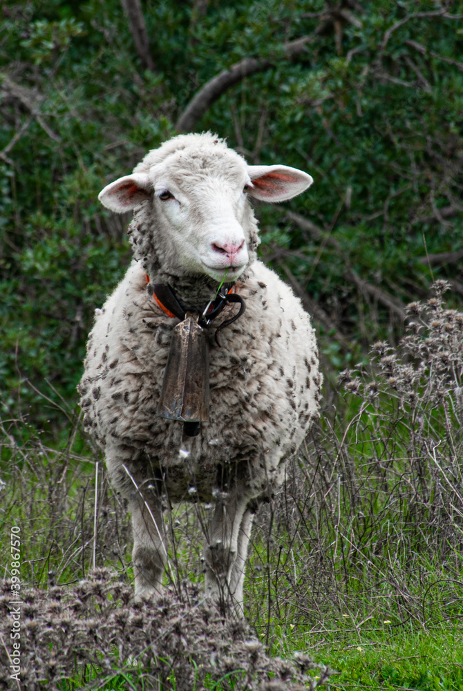 Fototapeta premium sheep in a field