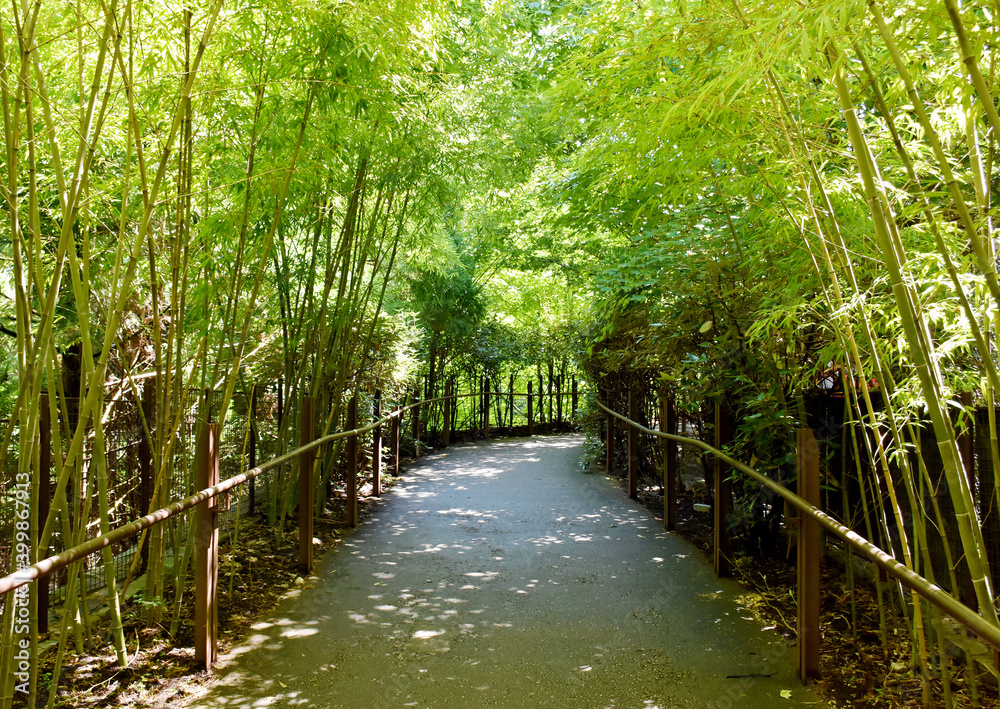 Obraz premium Bamboo Forest Path