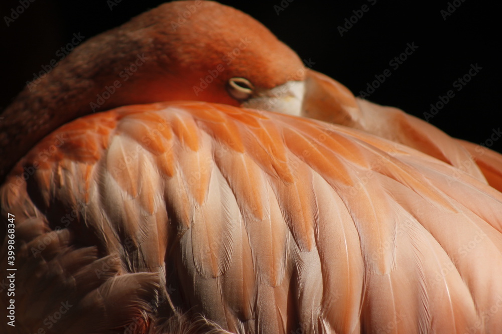 close up of a long pink flamingo between its wing feathers