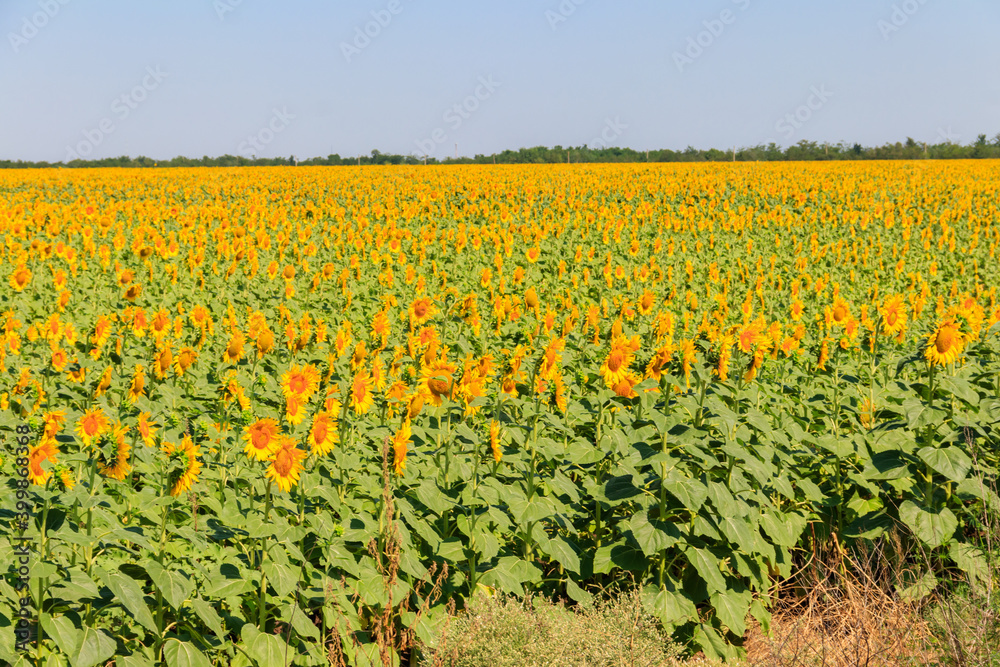 View of beautiful sunflower field at summer