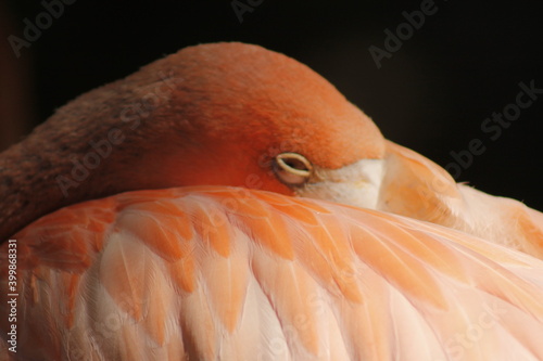 Obraz na płótnie close up of a long pink flamingo between its wing feathers w salonie