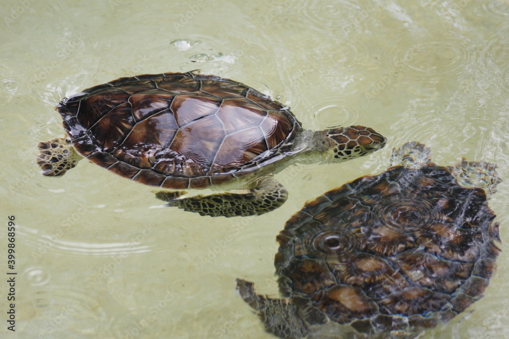 pair of turtles swimming showing a large shell