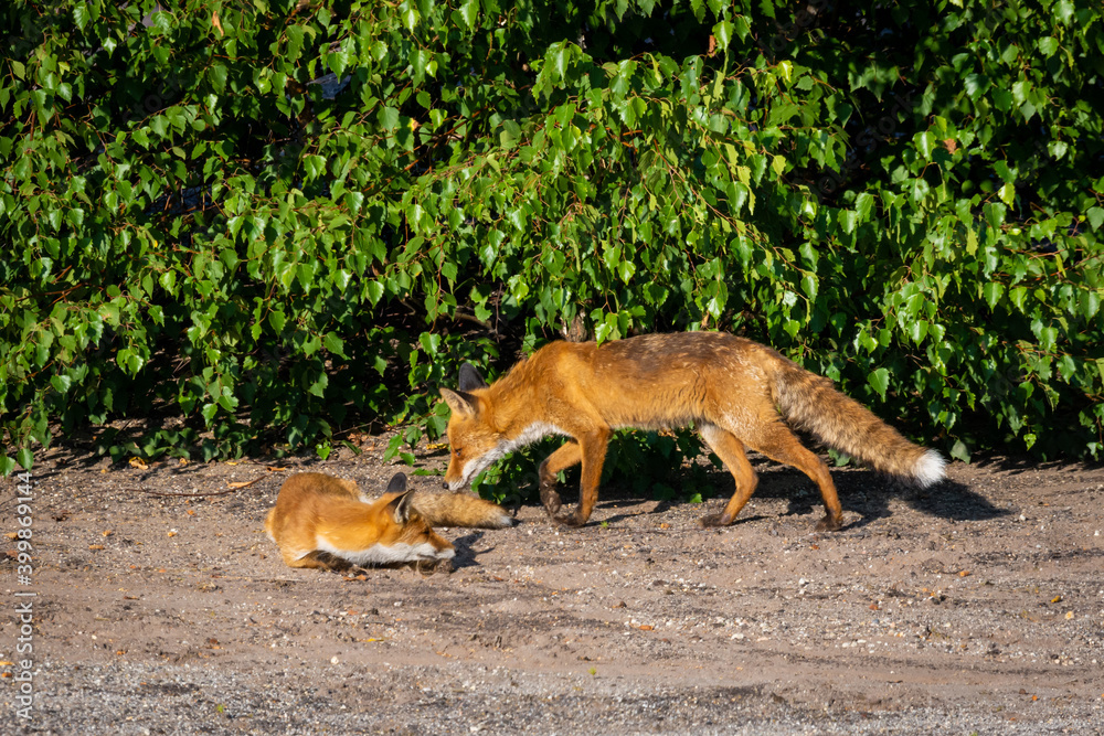 Fuchs Fuchs
