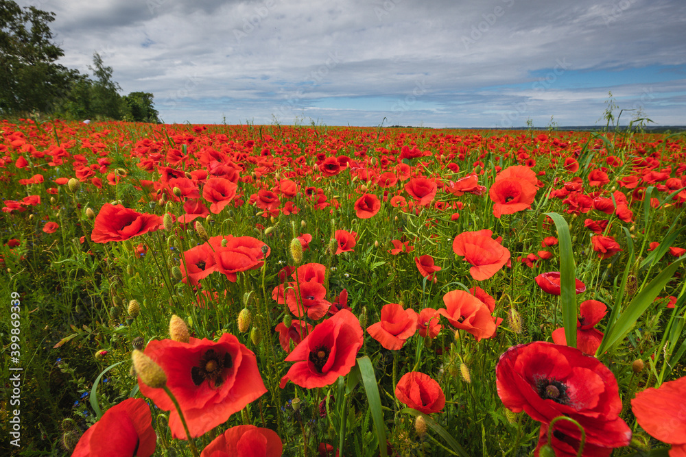 A poppy field in the Pomeranian Voivodeship during the summer afternoon. Poland. A poppy field in the Pomeranian Voivodeship during the summer afternoon. Poland.