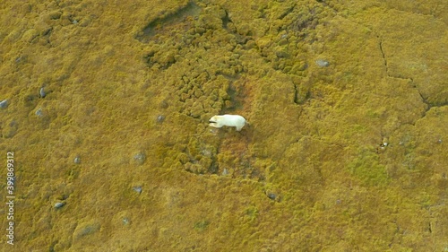 The wild polar bear moves on the northern summer tundra.