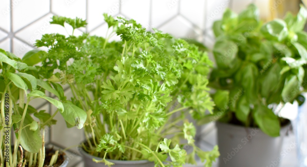 parsley and other fresh green ingredients inside a pot at kitchen parsley and other fresh green ingredients inside a pot at kitchen