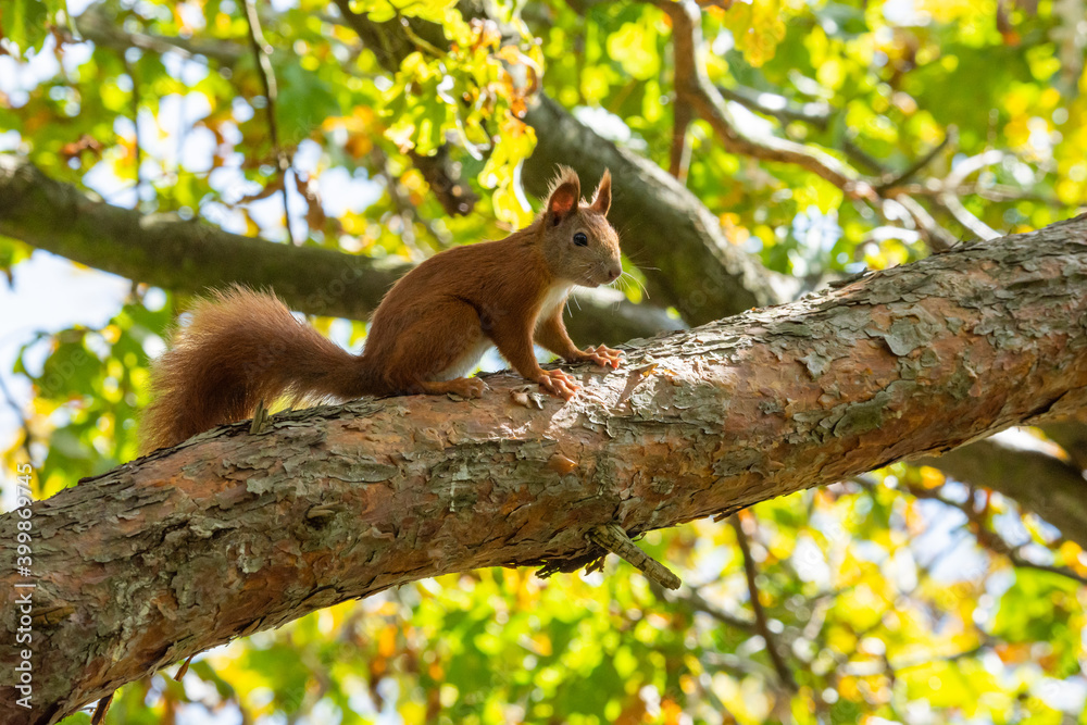 Eichhörnchen