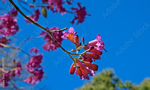 Pink ipe or pink trumpet tree flower, (Handroanthus impetiginosus), Rio de Janeiro, Brazil photo