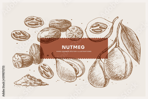 Hand-drawn nutmeg. Exotic nuts, open and whole. Organic food concept. Can be used for your design. Vintage botanical illustration on a light isolated background.