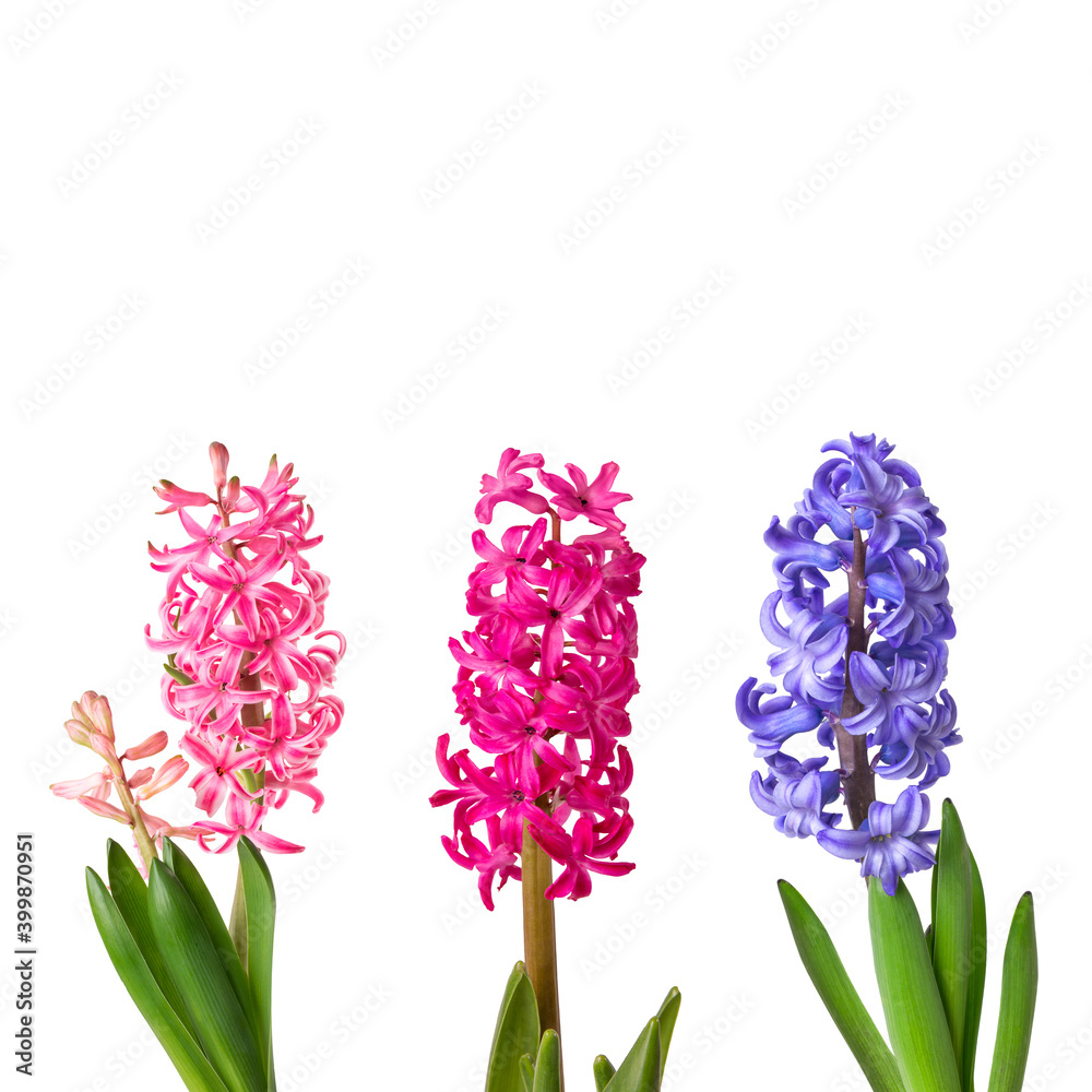 Fototapeta premium Hyacinths isolated on white background close up