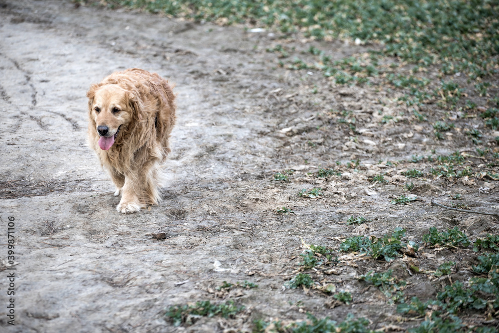 Fototapeta premium old golden retriever dog autumn portrait