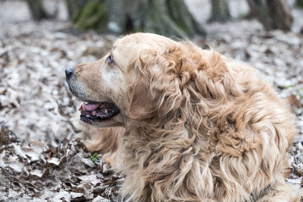 Fototapeta premium old golden retriever dog autumn portrait