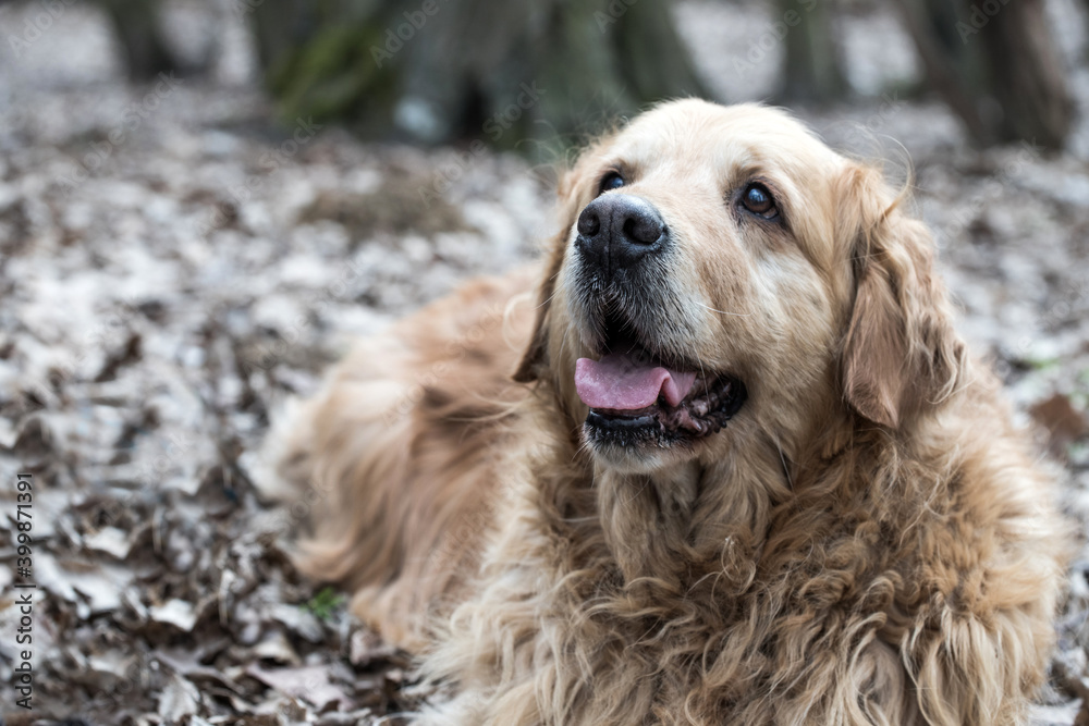 old golden retriever dog autumn portrait old golden retriever dog autumn portrait