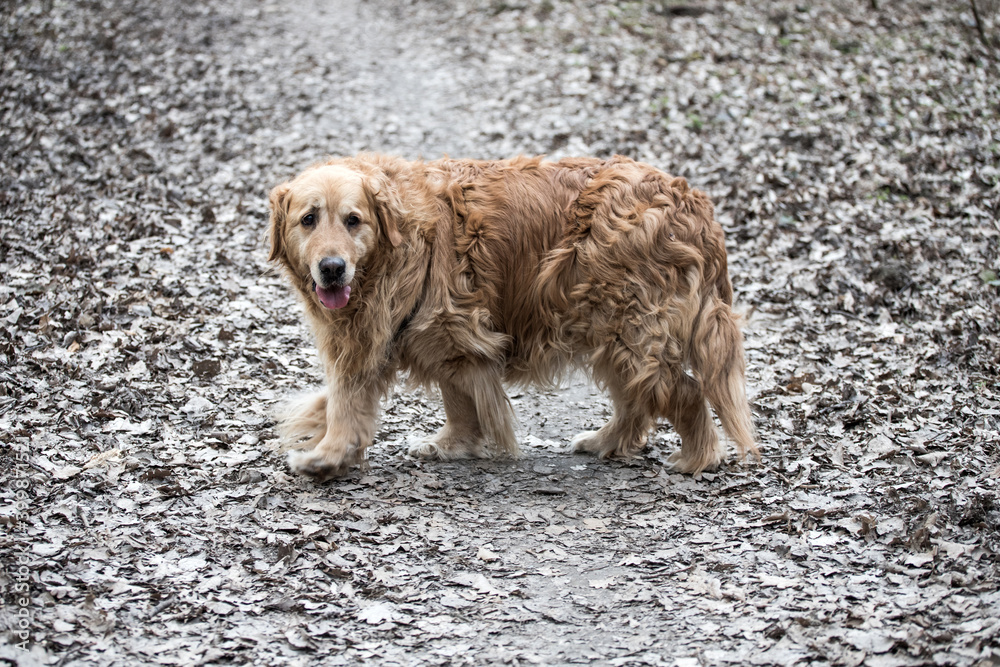 old golden retriever dog autumn portrait old golden retriever dog autumn portrait