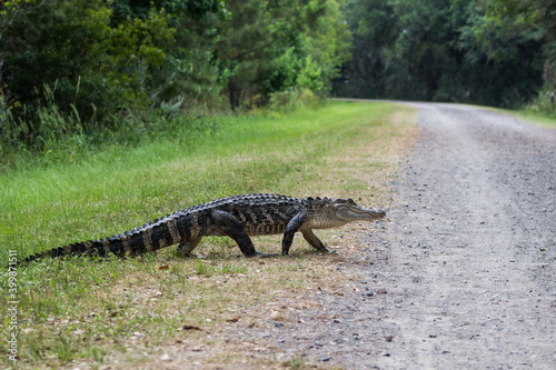 American Alligator crossing a gravel road