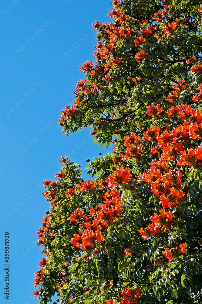 African tuliptree flowers (Spathodea campanulata), Ouro Preto, Brazil African tuliptree flowers (Spathodea campanulata), Ouro Preto, Brazil