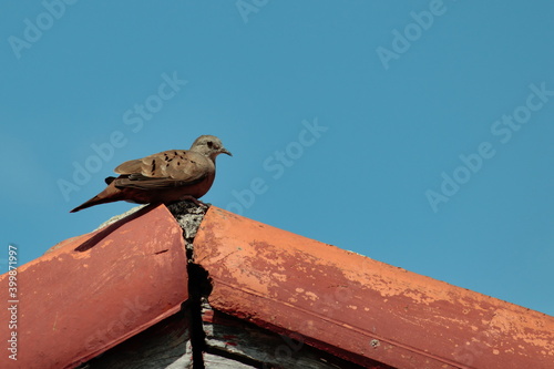 bird known as Common Ground-Dove, perched quietly on the eaves of a red-tiled roof.