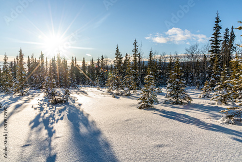 Stunning sunny day in the middle of the wilderness, woods, forest in northern Canada with snow covered trees, blue sky and bright sun. 