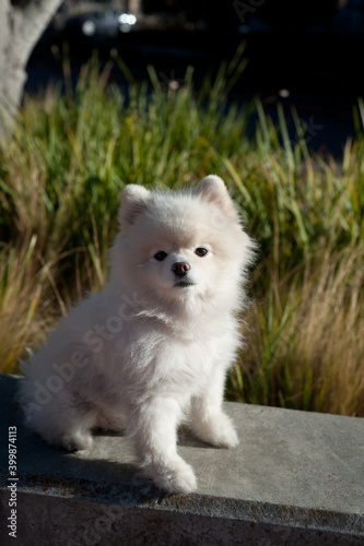 white puppy © YueStudio