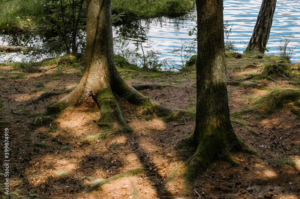 Naklejka premium Pnie drzew z korzeniami rosnącymi nad jeziorem