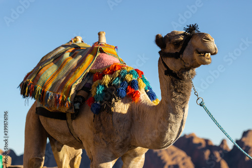 Dromedar camel in the background sands of hot desert, Egypt, Sinai photo