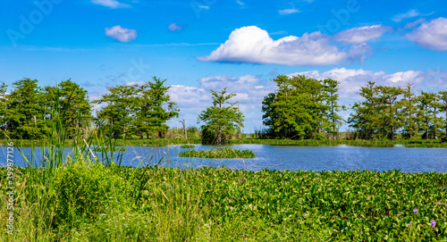 Water hyacinth in Louisiana swamp photo