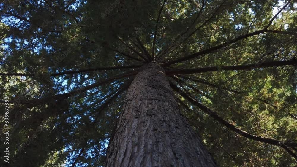 Top view of big pine trees in a forest. Crowns of trees