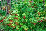 Vegetable garden with red currant bushes. Backyard garden in summer. Eco friendly gardening.