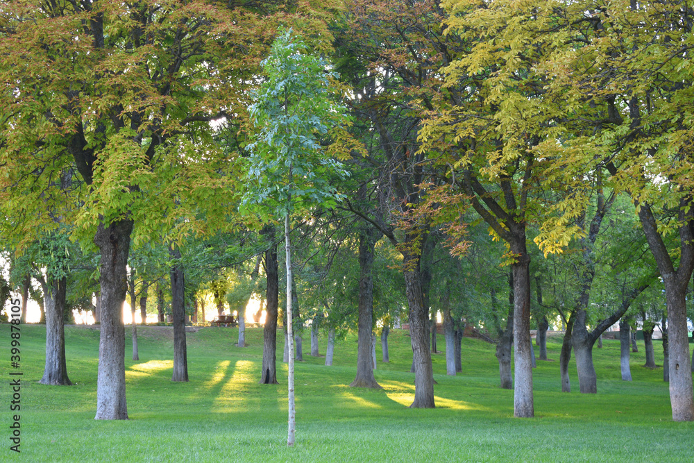 Fototapeta premium Bosque urbano