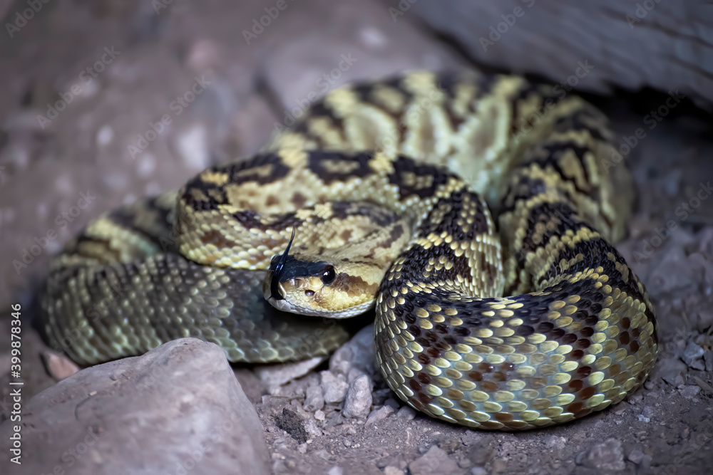 Black Tailed Rattlesnake Coiled Up Close Up Arizona Black Tailed Rattlesnake Coiled Up Close Up Arizona