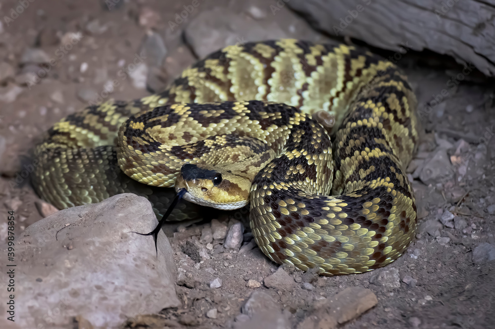 Close Up Blacktail Rattlesnake with Forked Tongue on Rock Close Up Blacktail Rattlesnake with Forked Tongue on Rock
