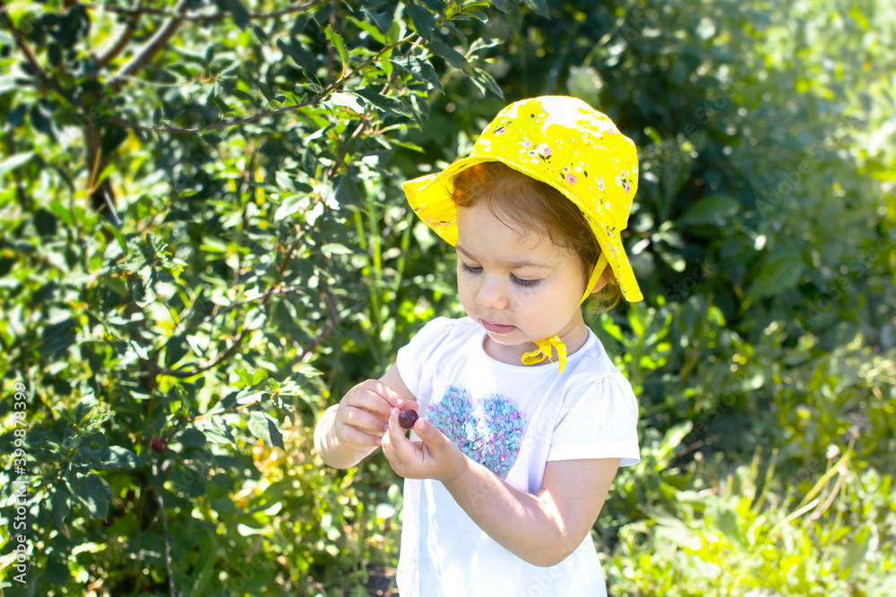 Child holding red cherry from cherry tree. The concept of healthy eating for kids. Organic nutrition, farm products and eco friendly backyard gardening. Blur background with copy space for text. Child holding red cherry from cherry tree. The concept of healthy eating for kids. Organic nutrition, farm products and eco friendly backyard gardening. Blur background with copy space for text.