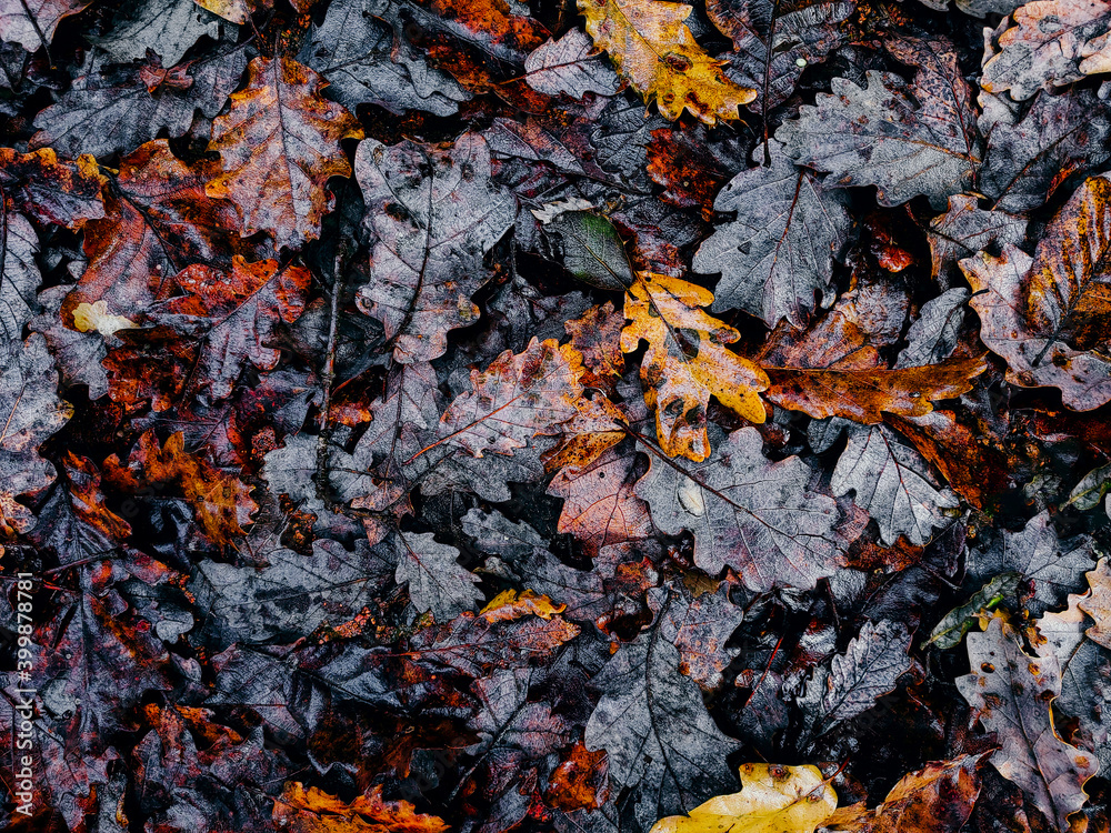 Texture of autumn oak leaves fallen on the ground. Closeup view of brown fall season background with orange leaves. Forest, nature, park.