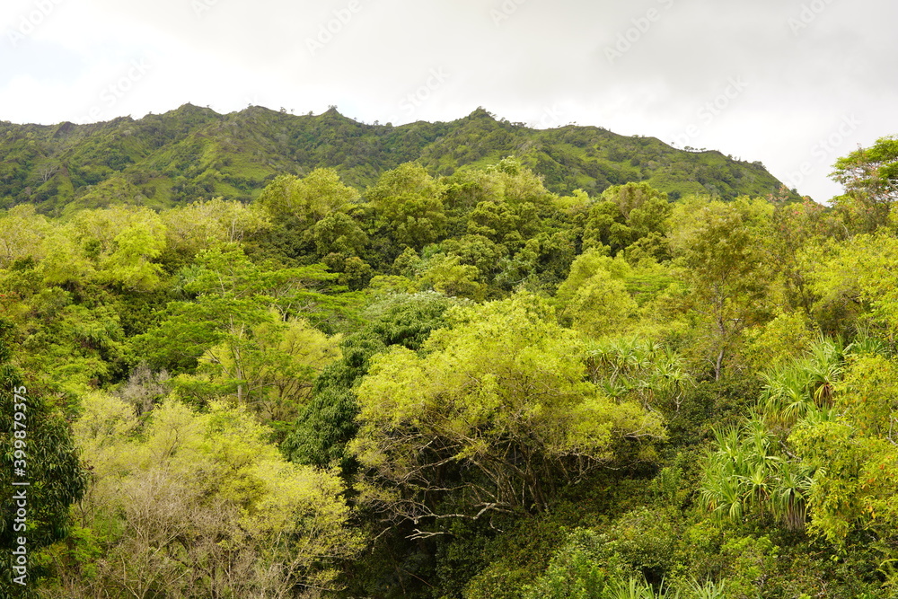 カウアイ島の緑豊かな風景